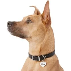 Frisco Personalized Dog & Cat ID Tag, Heart 14 Frisco Personalized Dog & Cat ID Tag, Heart -Chewy Store 153006 PT5. AC SS1800 V1540562340