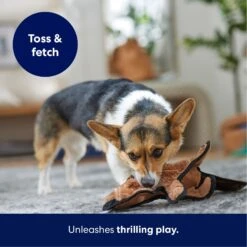 Frisco Beaver Stuffing-Free Flat Plush Squeaky Dog Toy 12 Frisco Beaver Stuffing-Free Flat Plush Squeaky Dog Toy -Chewy Store 174729 PT4. AC SS1800 V1695671063