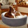 Frisco Bolster Cat & Dog Bed 2 Frisco Bolster Cat & Dog Bed -Chewy Store 235034 MAIN. AC SS1800 V1602690455