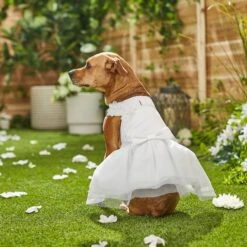 Frisco Formal Dog Wedding Dress 15 Frisco Formal Dog Wedding Dress -Chewy Store 248743 PT7. AC SS1800 V1614118361