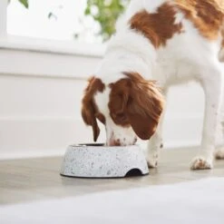 Frisco Quartz Design Stainless Steel Dog & Cat Bowl 13 Frisco Quartz Design Stainless Steel Dog & Cat Bowl -Chewy Store 253044 PT2. AC SS1800 V1616526418