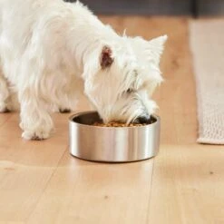Frisco Insulated Non-Skid Flair Stainless Steel Dog & Cat Bowl -Chewy Store 261753 PT8. AC SS1800 V1623937545