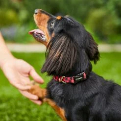 Frisco Buffalo Check Polyester Personalized Dog Collar 11 Frisco Buffalo Check Polyester Personalized Dog Collar -Chewy Store 280763 PT4. AC SS1800 V1621277566