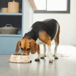 Frisco Copper Print Design Stainless Steel Dog & Cat Bowl 12 Frisco Copper Print Design Stainless Steel Dog & Cat Bowl -Chewy Store 311975 PT2. AC SS1800 V1642542895