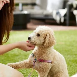 Frisco Pink Ombre Style Dog Harness 11 Frisco Pink Ombre Style Dog Harness -Chewy Store 324537 PT4. AC SS1800 V1642518514