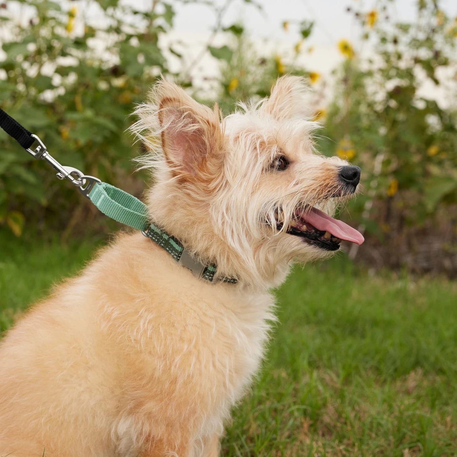 Frisco Outdoor Running Martingale Dog Collar 5 Frisco Outdoor Running Martingale Dog Collar - Image 4