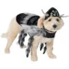 Frisco Spider Dog & Cat Costume 2 Frisco Spider Dog & Cat Costume -Chewy Store 335017 MAIN. AC SS1800 V1658718137