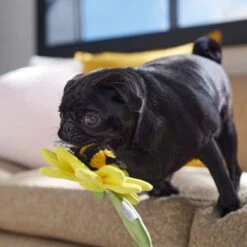 Frisco Spring Sunflower Plush Squeaky Dog Toy -Chewy Store 546766 PT4. AC SS1800 V1702500565