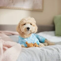 Frisco Blue Ocean Waves Dog & Cat Jersey PJs 12 Frisco Blue Ocean Waves Dog & Cat Jersey PJs -Chewy Store 556142 PT5. AC SS1800 V1674828705