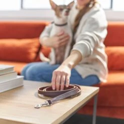 Frisco Top Grain Leather Leash + 4 Items 15 Frisco Top Grain Leather Leash + 4 Items -Chewy Store 630958 PT4. AC SS1800 V1662742186