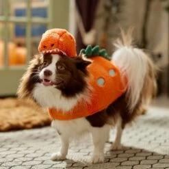 Frisco Furry Dinosaur Dog & Cat Costume 16 Frisco Furry Dinosaur Dog & Cat Costume -Chewy Store 708190 PT7. AC SS1800 V1689278373