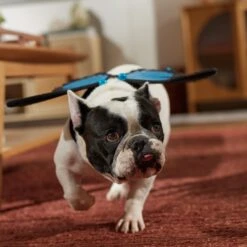 Frisco Magical Butterfly Wings Dog & Cat Costume Accessory 13 Frisco Magical Butterfly Wings Dog & Cat Costume Accessory -Chewy Store 713062 PT7. AC SS1800 V1689354962