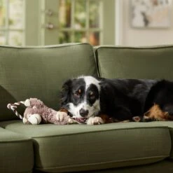 Frisco Fetch Colorful Ball Knot Rope Dog Toy & Frisco Monkey Plush With Rope Squeaky Dog Toy 18 Frisco Fetch Colorful Ball Knot Rope Dog Toy & Frisco Monkey Plush With Rope Squeaky Dog Toy -Chewy Store 962014 PT7. AC SS1800 V1694784007